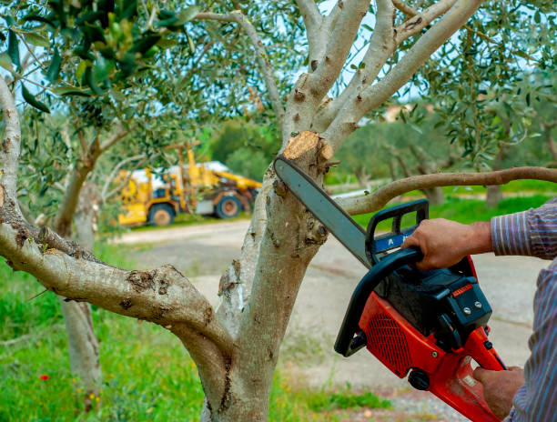 Tree Branch Trimming in Santa Clara, CA